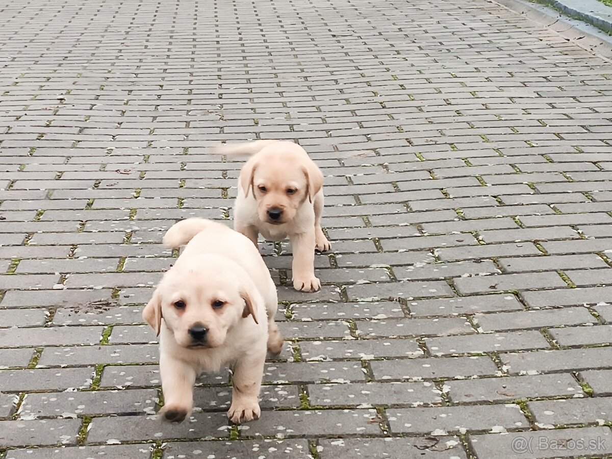 Predám šteniatka Labradora - 5
