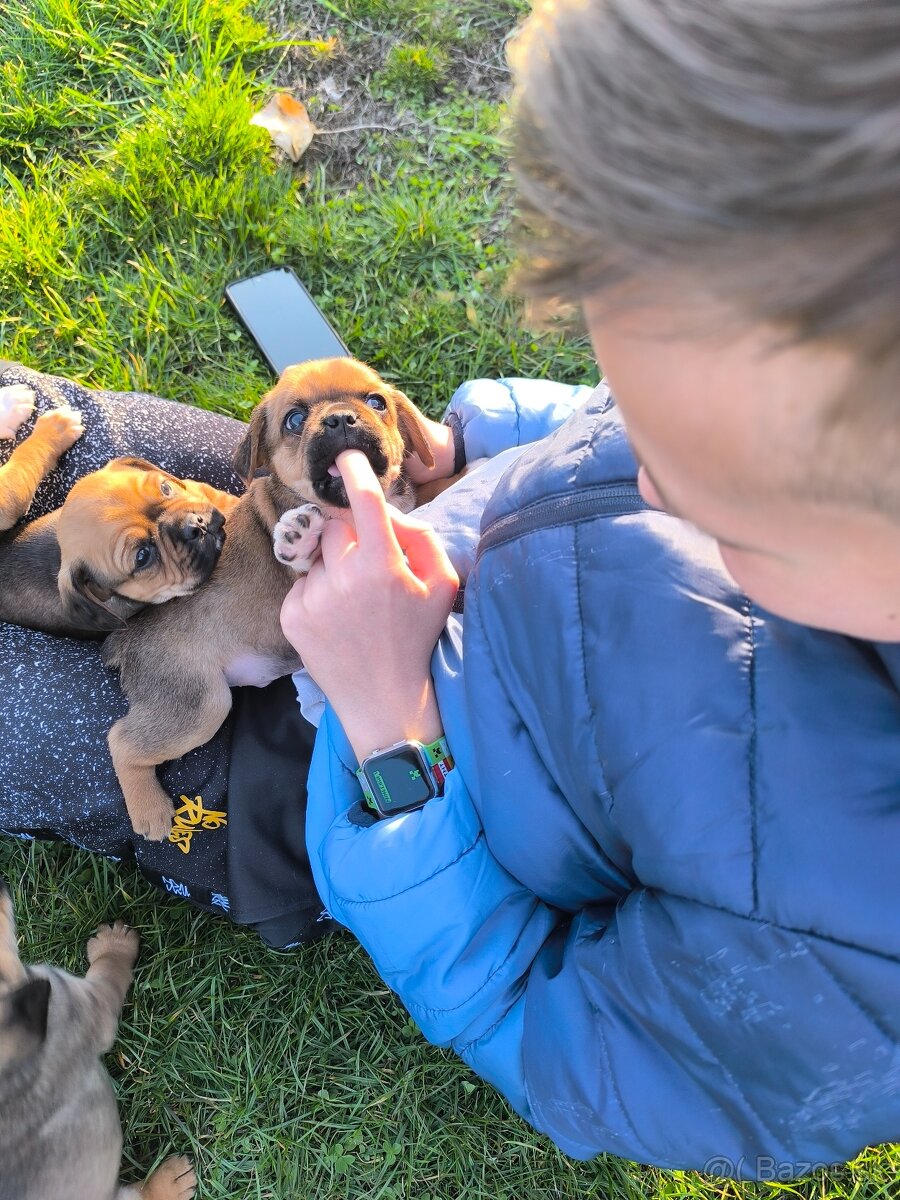 Šteniatka cavalier - 5