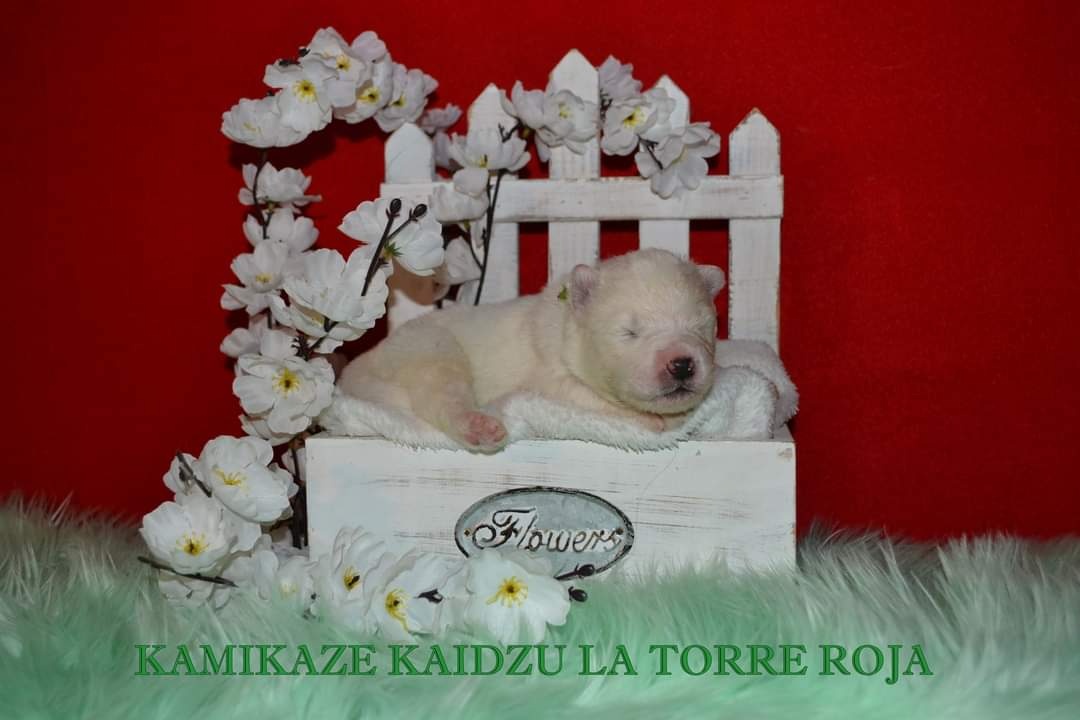 Samojed s PP LA TORRE ROJA - 5