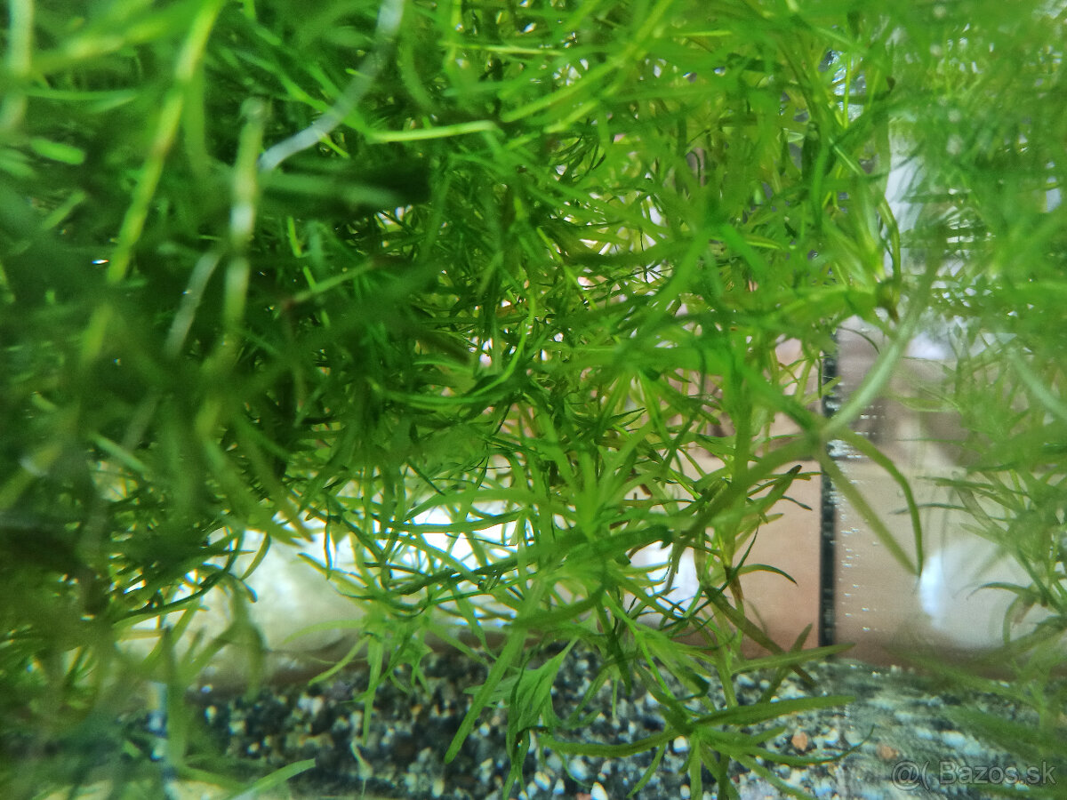 Plávajúce rastliny - 5