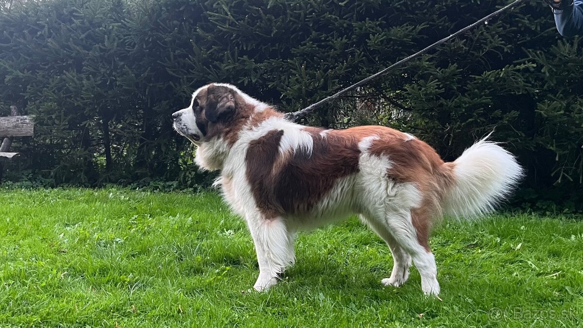 Šteniatka Moskovský trážny pes - 5