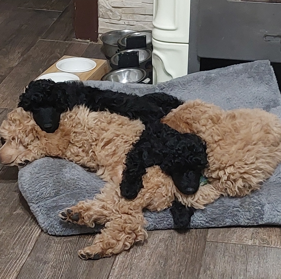 Pudel pudlík psík s PP - 5