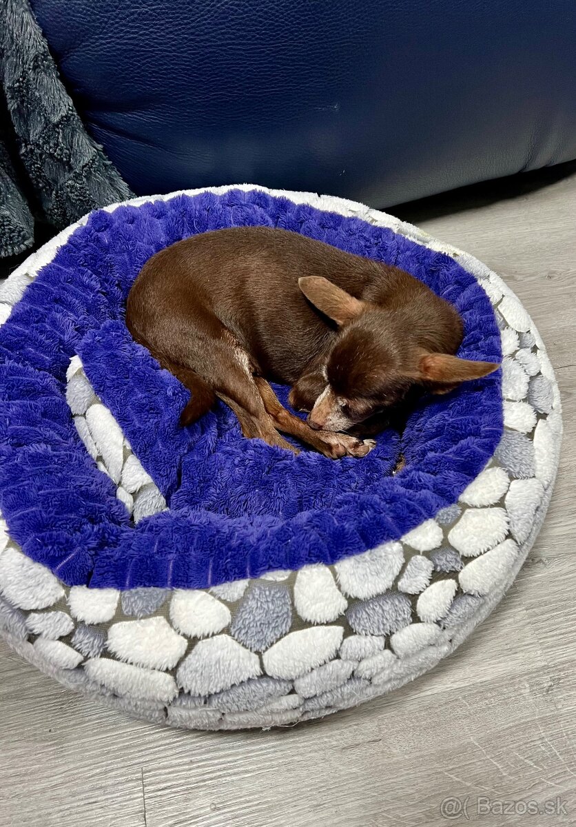 Darujem čivavku Fenku čokoladová - 5