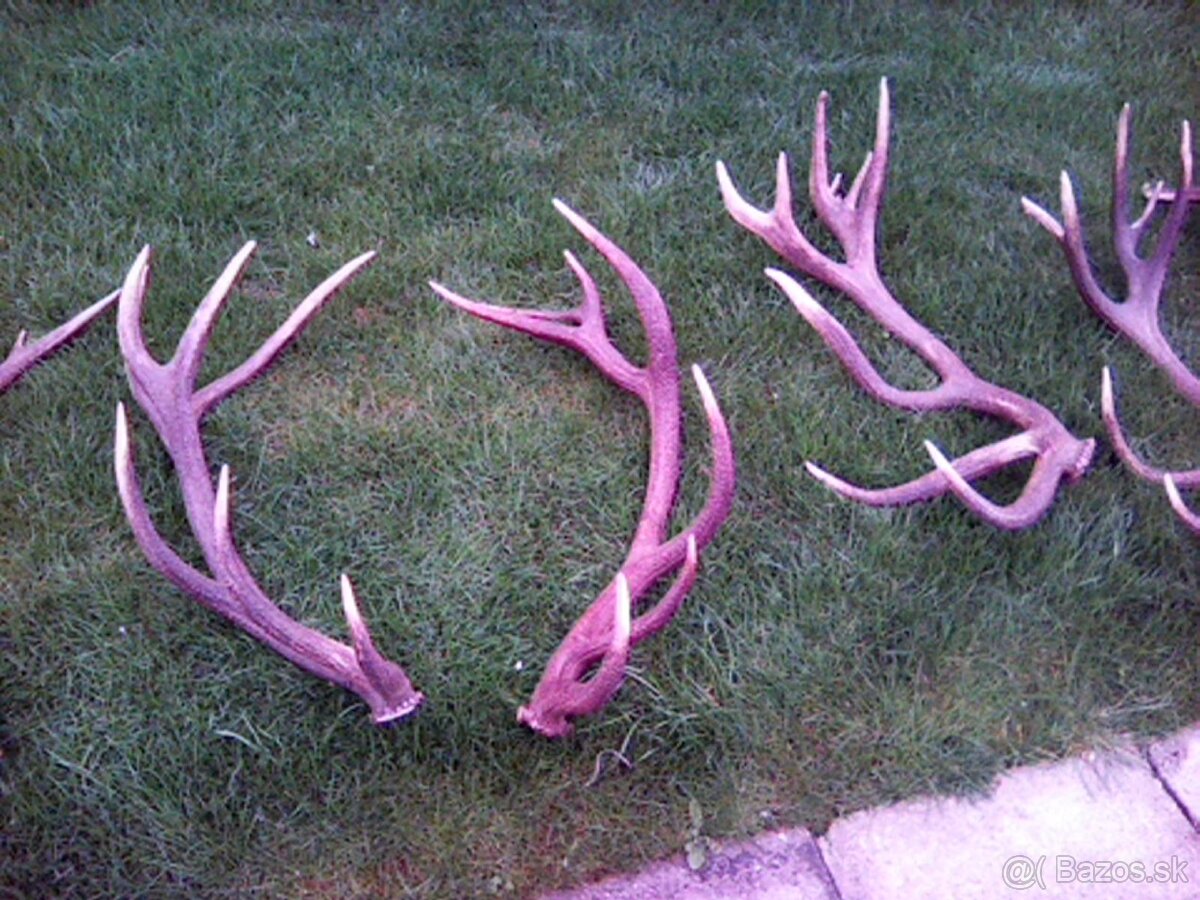 Jelenie zhody predaj - 5