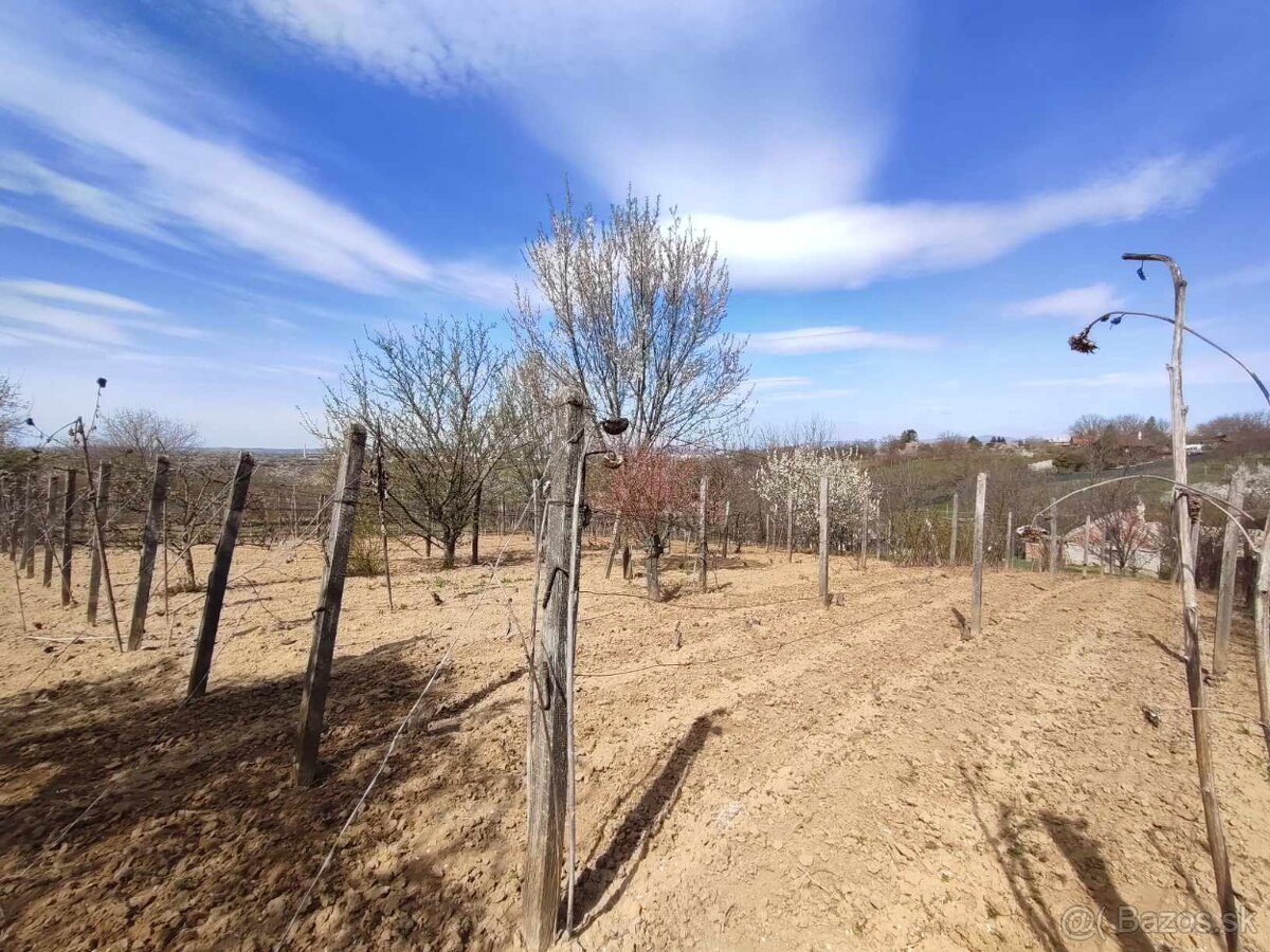 Na predaj viničný dom s 15a pozemkom, Staré predné Levice - 5