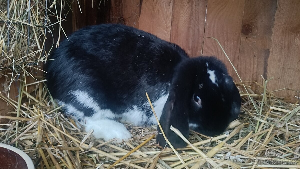 Francúzsky baran - 5