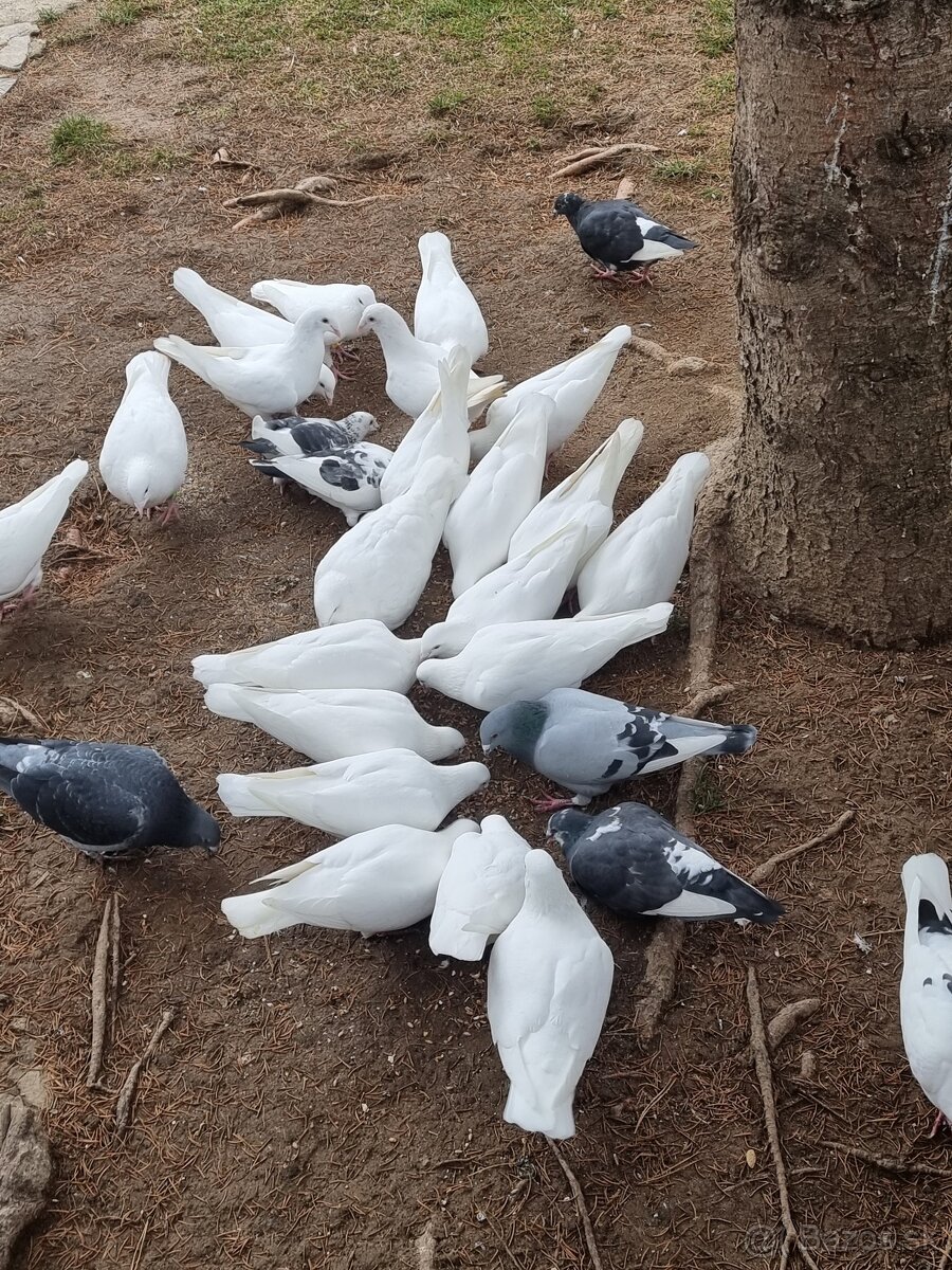 BIELE POŠTOVÉ HOLUBY - 5