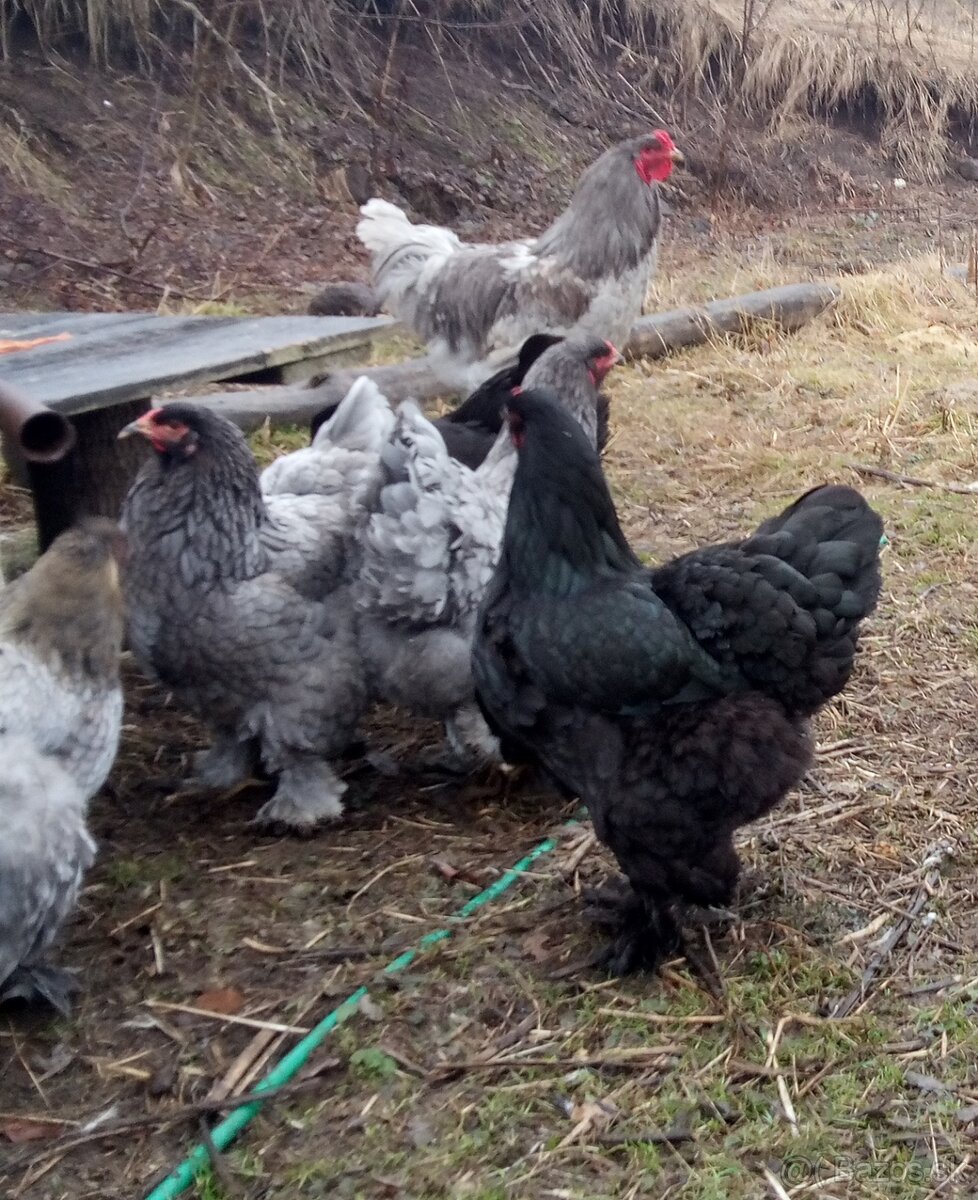 Brahmanka veľká NV - 5