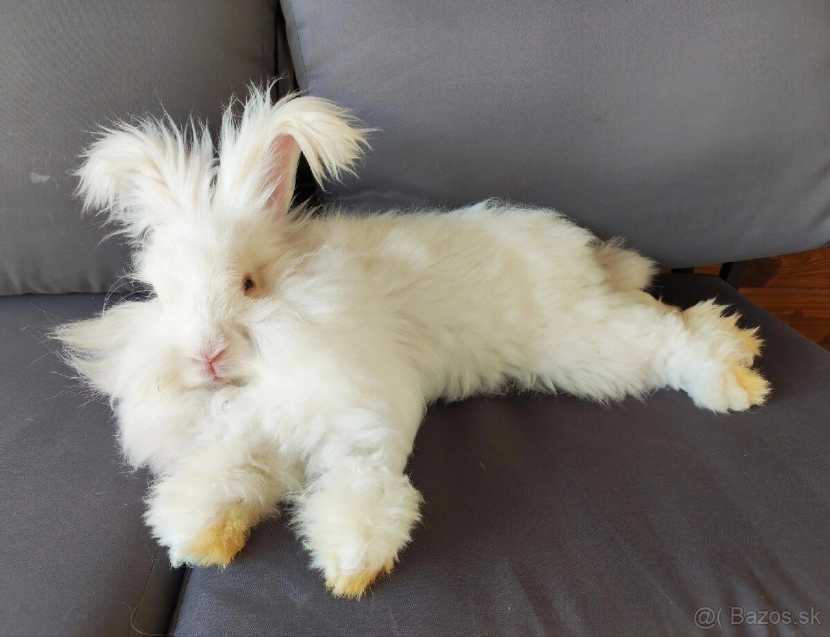 Anglická angora 🩵 - 5