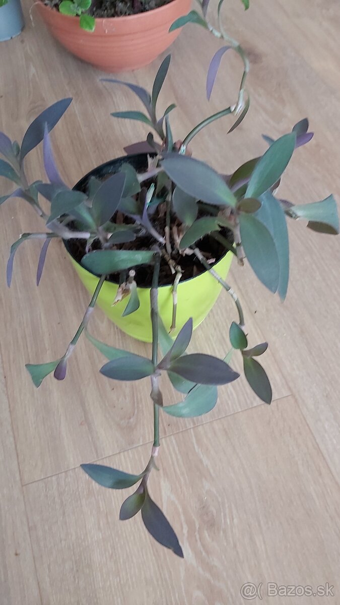 Tradeskancia fialová , croton , nádchovník, čínska ruža - 5