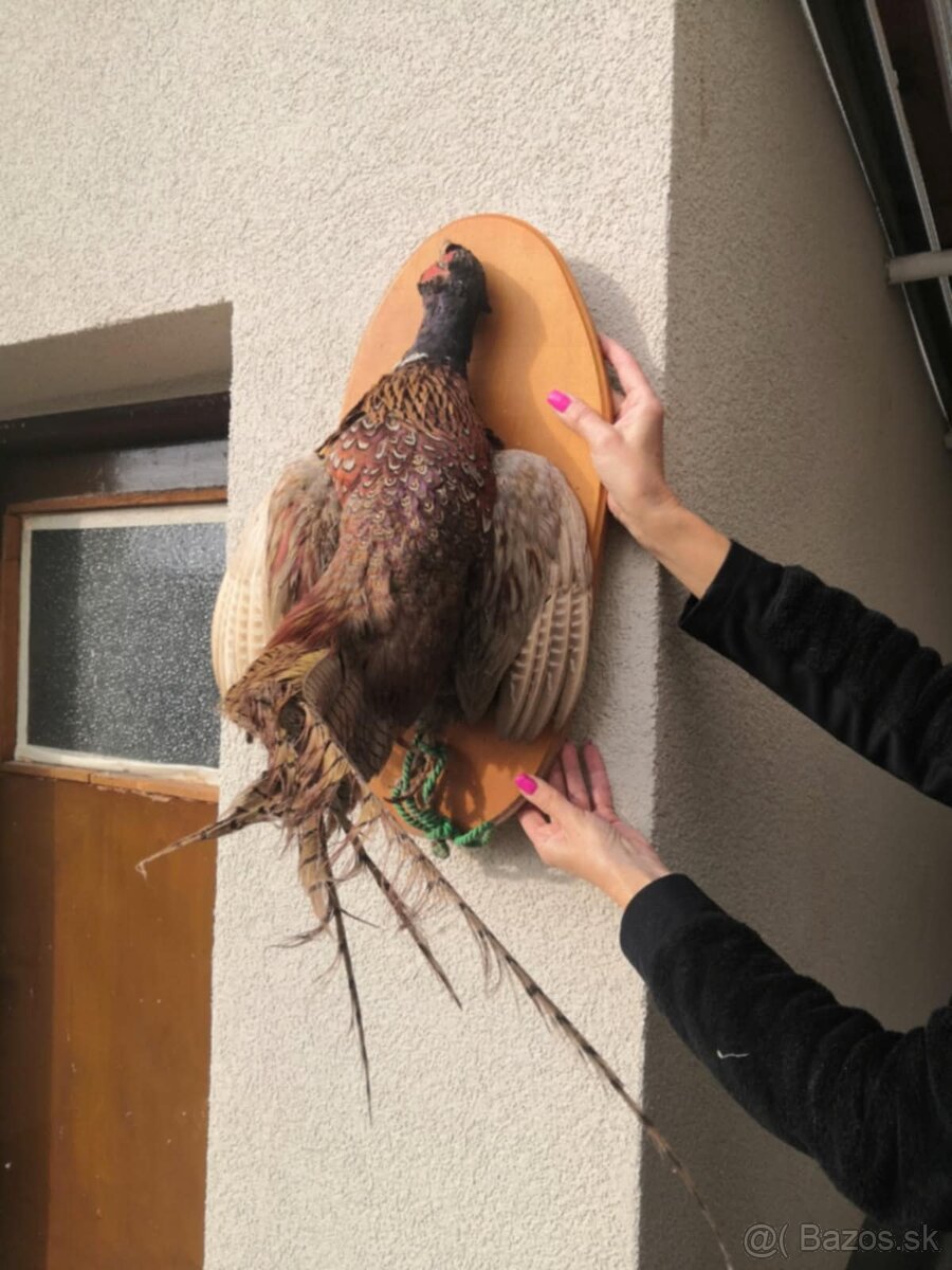 Polovnicke trofeje - 5