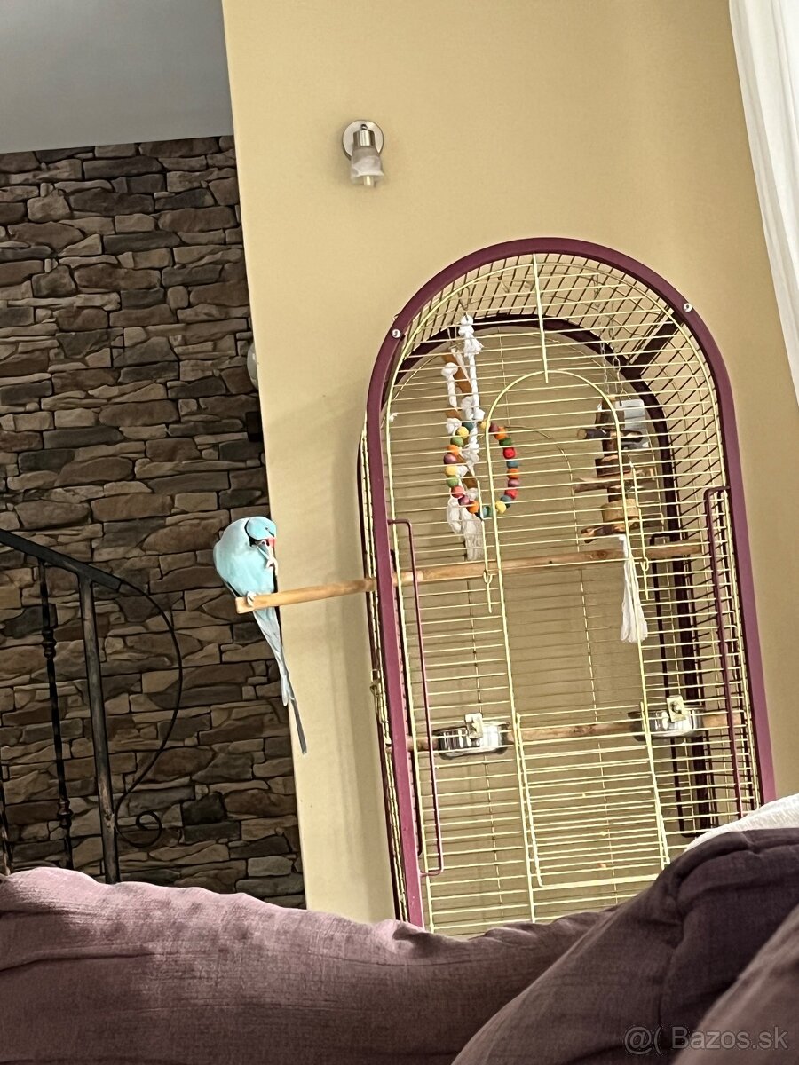 Alexander malý + klietka - 5