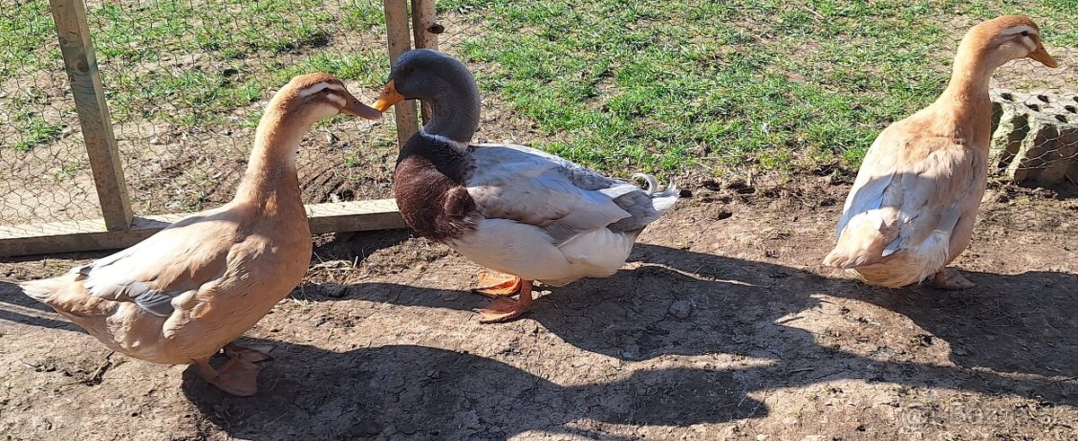 Saské kačky NV - 5