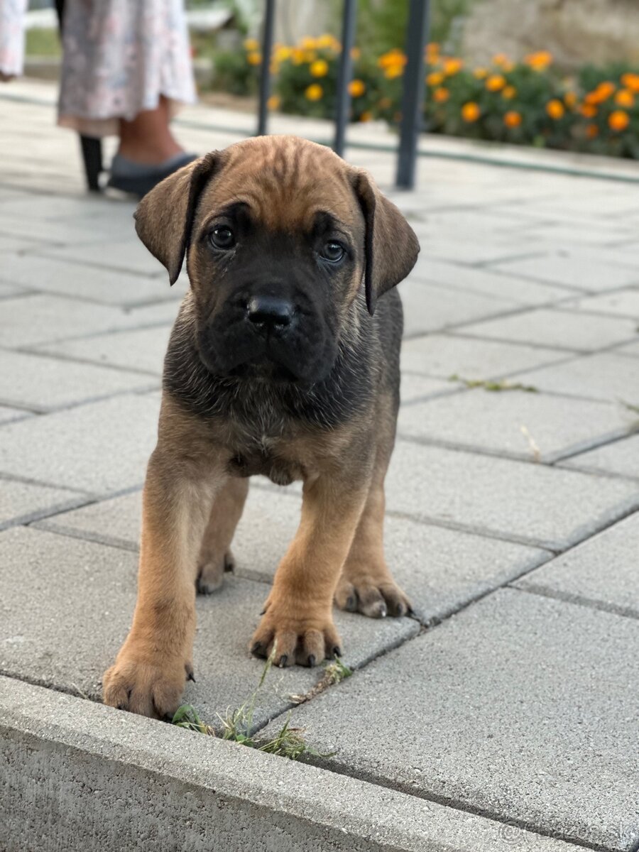 Cane corso Šteniatka - 5