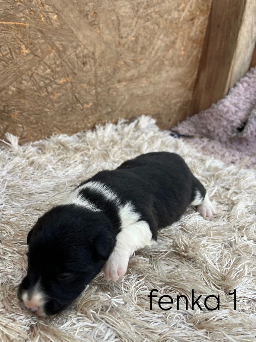 Predám šteniatka border kólie - 5