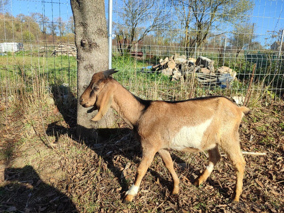 Anglonubijsky cap - 5