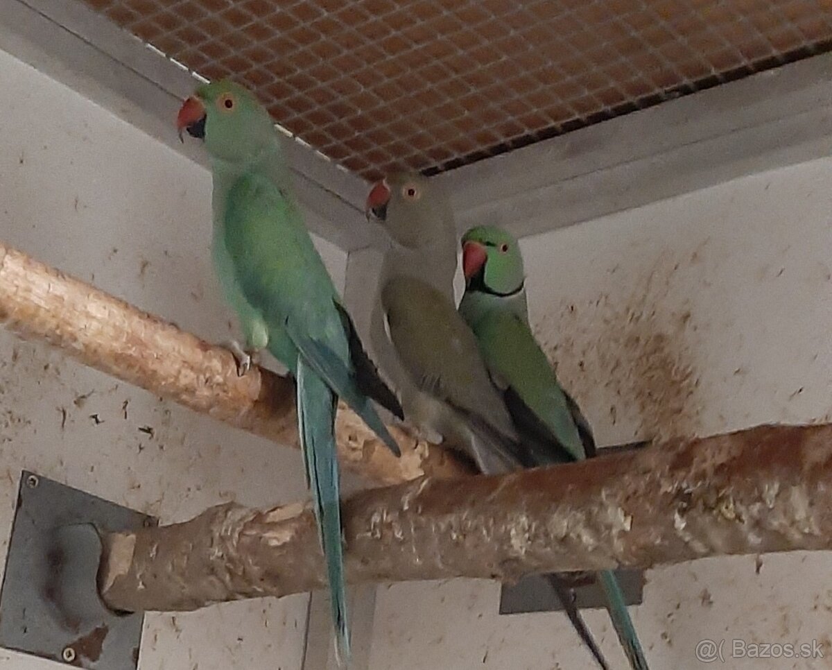 Alexander maly 2023 - 5