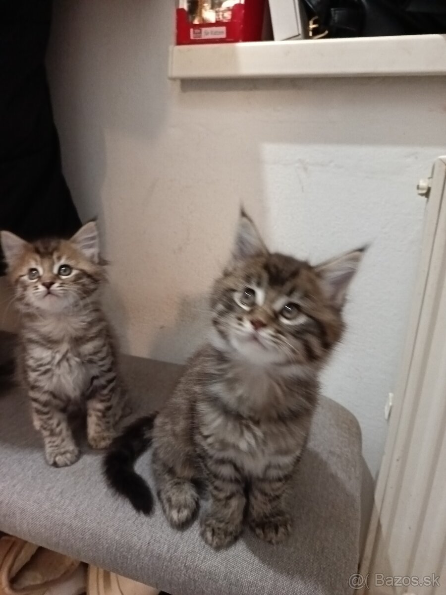 Mainska myvalia mačka - 5