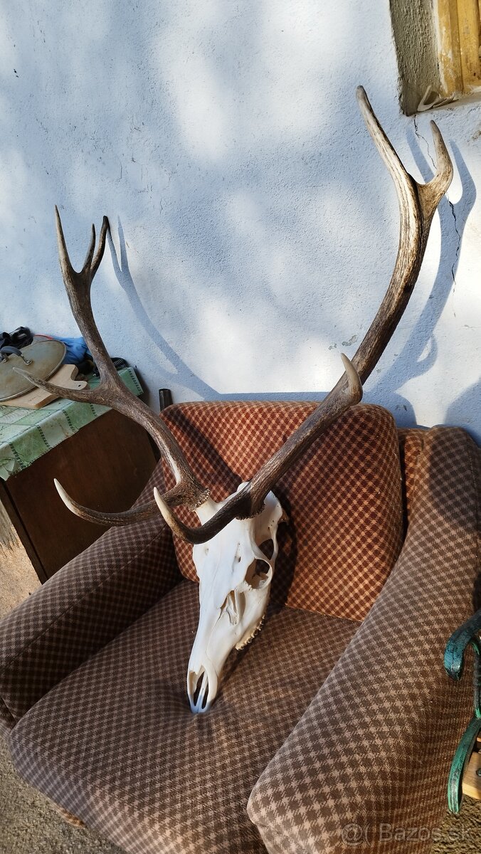 Predám trofej jeleňa.parozie, zhody, trofeje. - 5