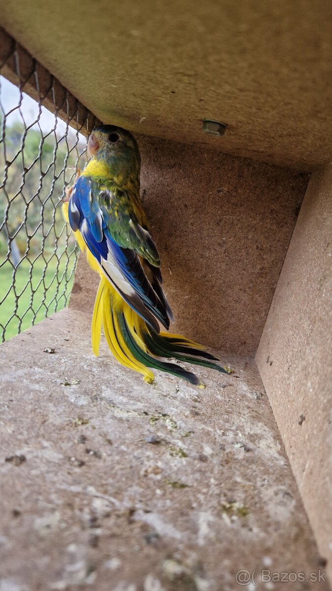 Neofema tyrkisova - 5