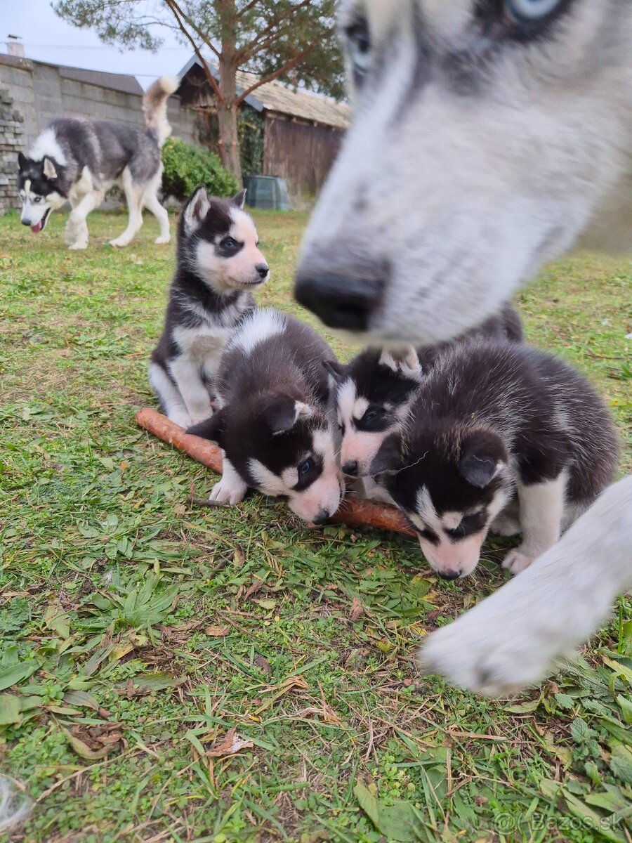 Sibírsky husky – šteniatka na predaj - 5