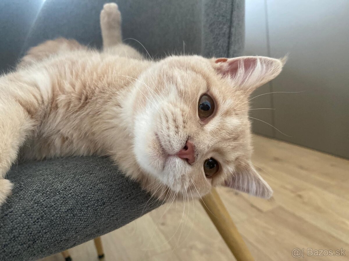 Britská Krémová REZERVOVANE - 5