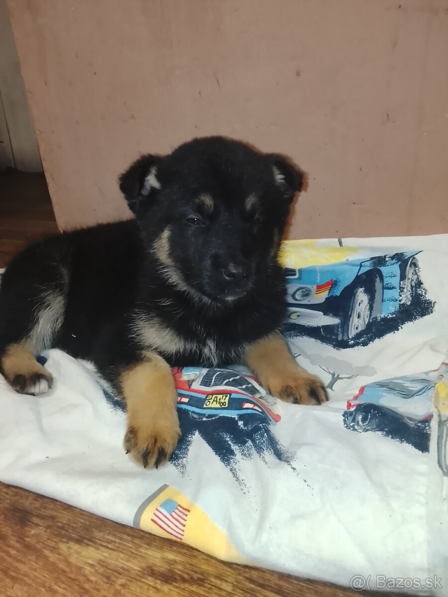 Nemecký ovčiak - 5