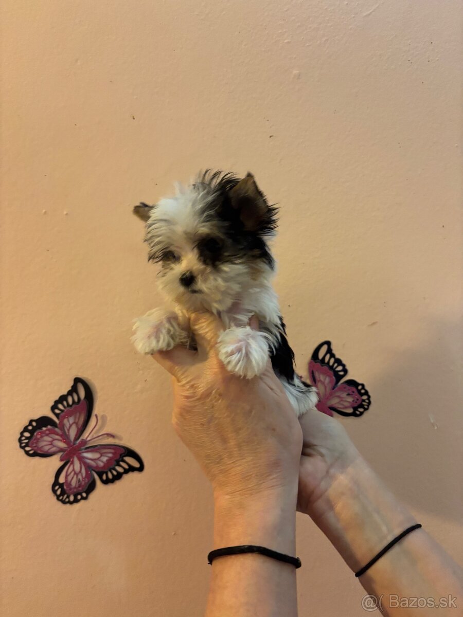 Yorkshirsky terier, yorkshirsky terier mini, biewer - 5