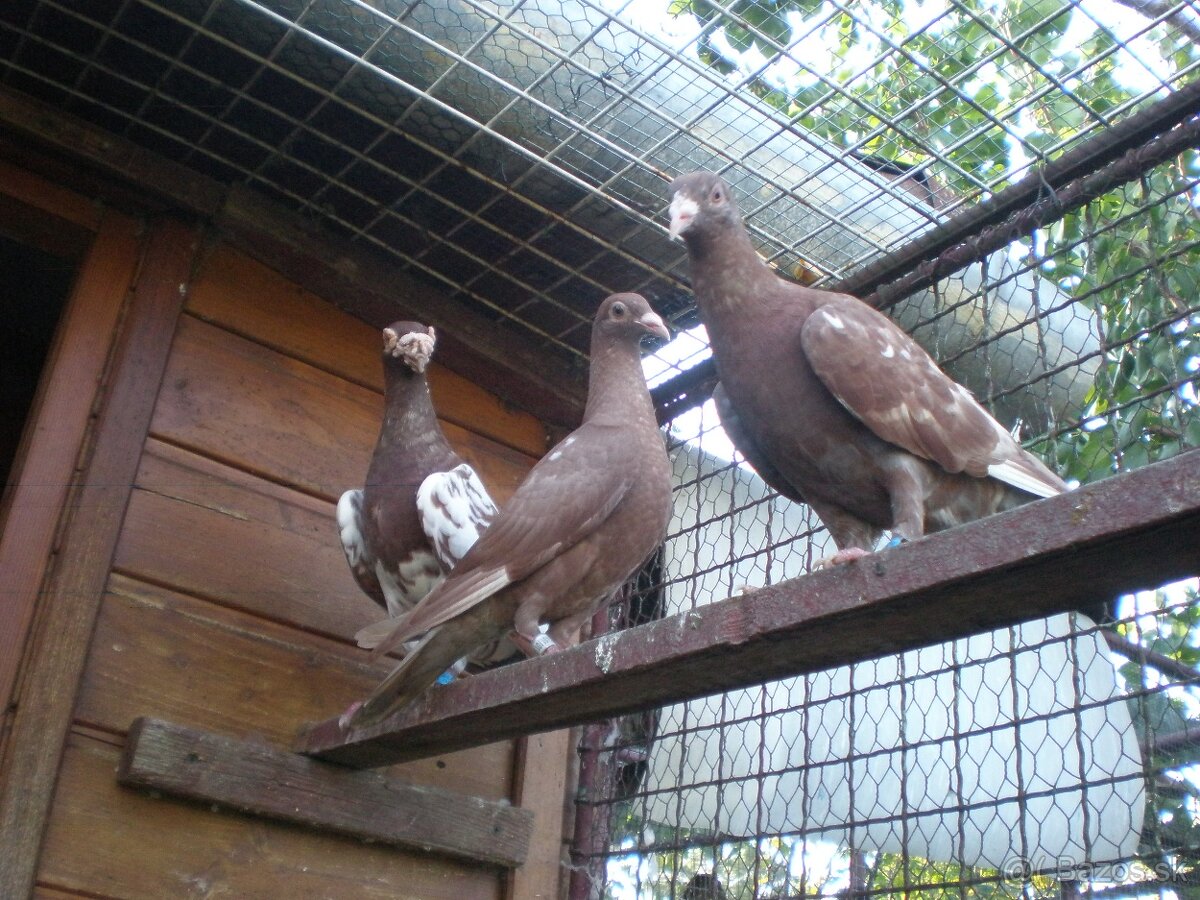 Predám poštové holuby - 5