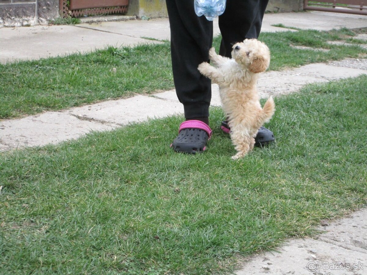 Pudel toy apricot white - 5