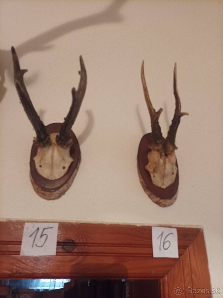 Srnčie parožky - 5