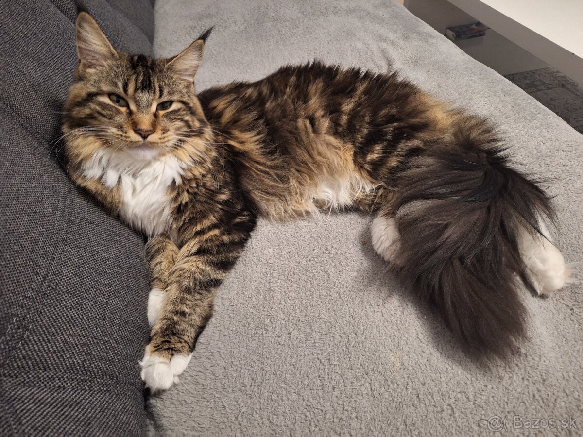 Mainská mývalia mačka - 5