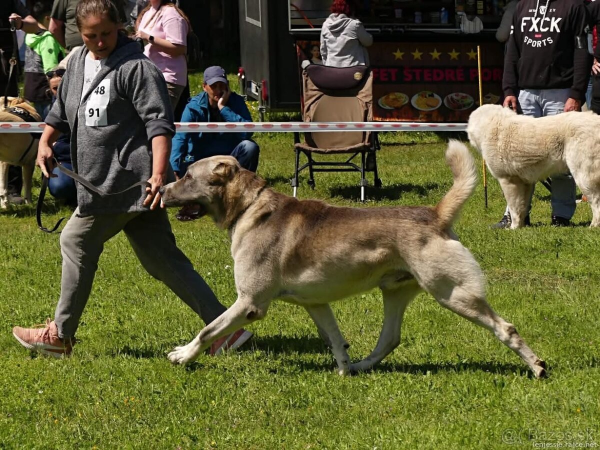 Stredoázijský ovčiak - 5