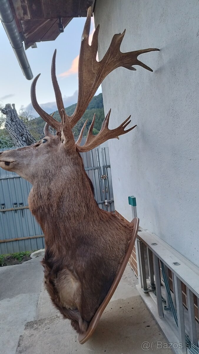 Predám trofej kapitálneho zlatého jeleňa, parožie, zhody, tr - 5