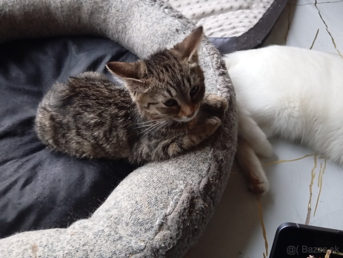 Darujem macky - 5