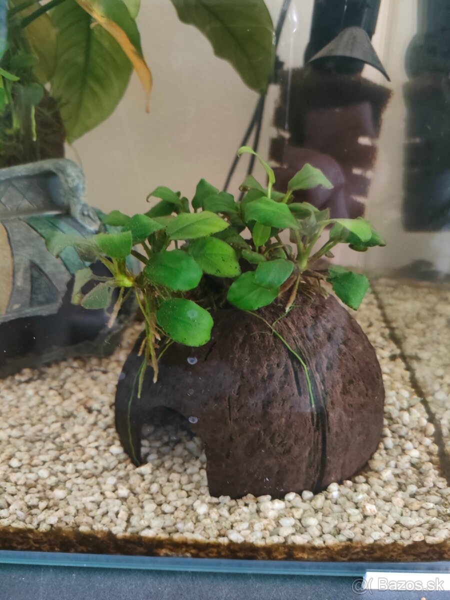 Akvárium - komplet aj s rybkami - 5