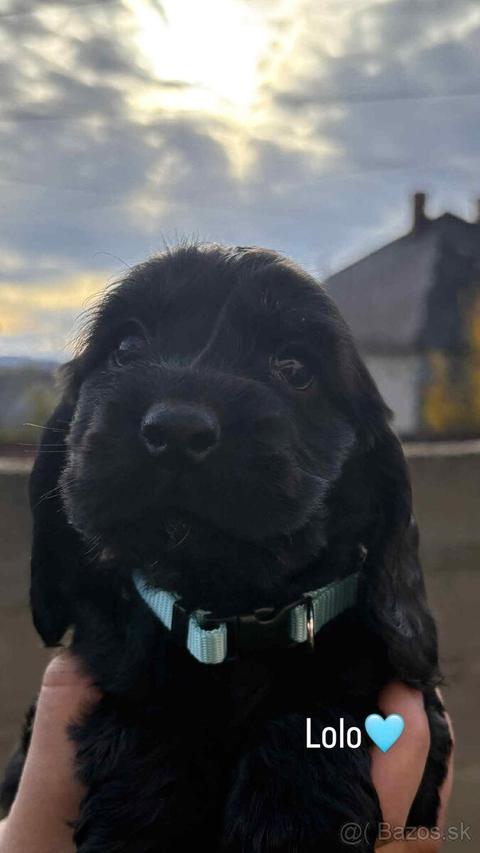 Anglický kokeršpaniel - 5