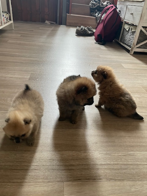 Pomeranian - Nemecky trpasliči špic - šteniatka - 5