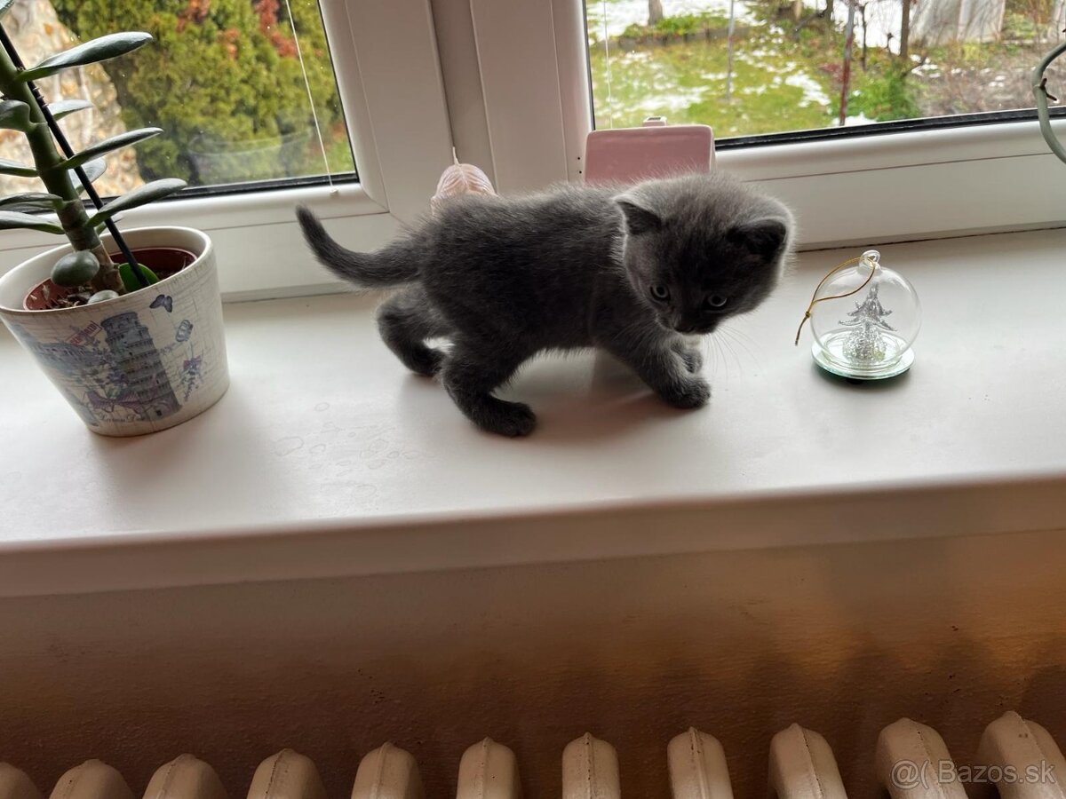 Britská modrá mačička - 5