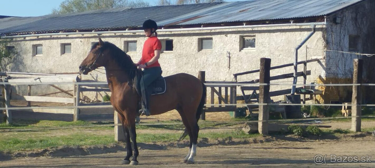 Nádherný PRE hřebec na prodej - 5