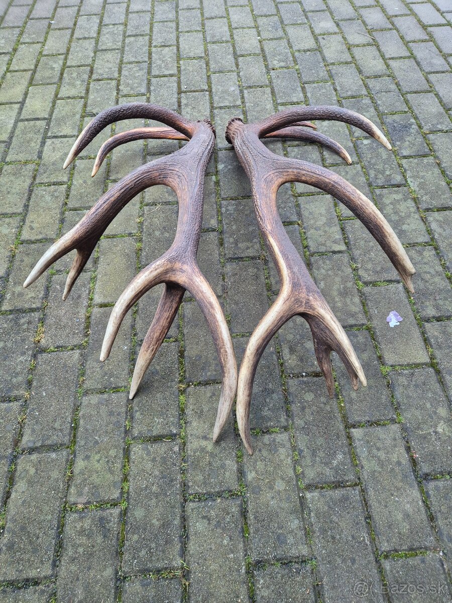 Trofej trofeje paroh parohy parozie zhody - 5