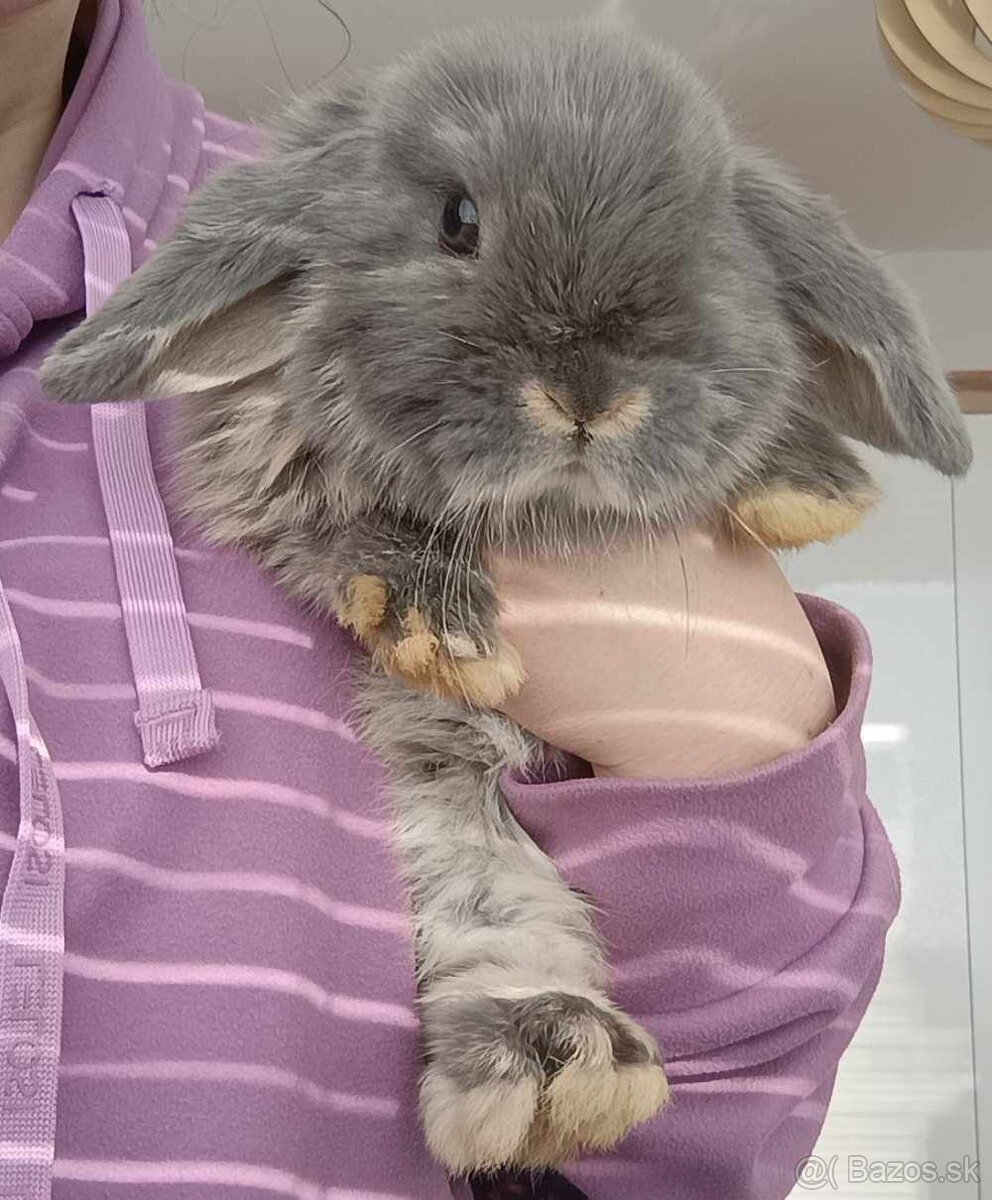 Minilop baranček - zakrslý králik - 5
