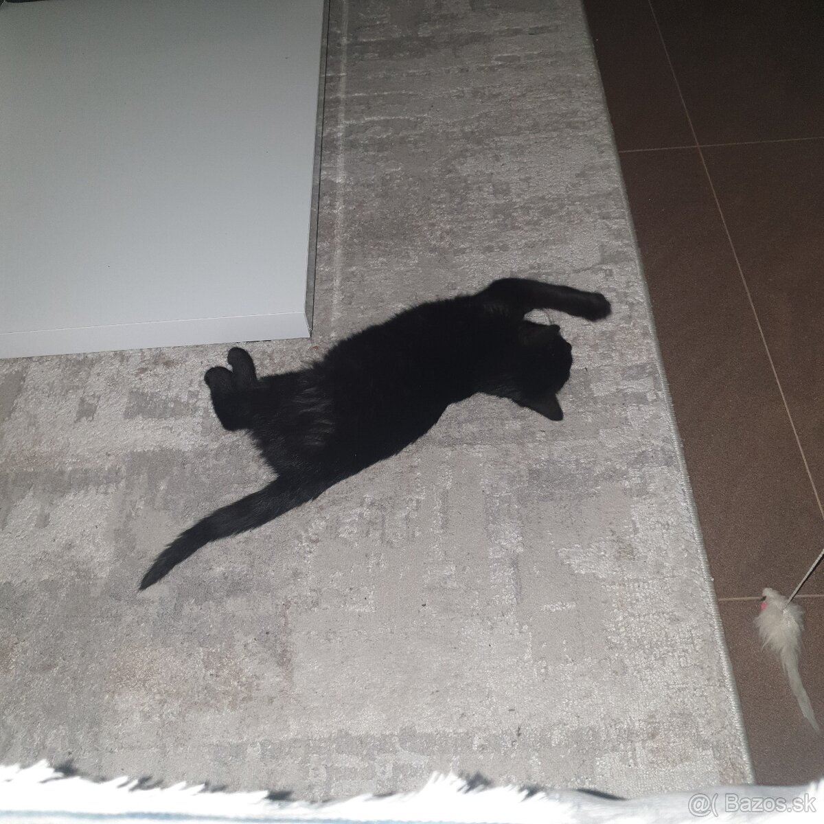 Darujem mačiatko - 5