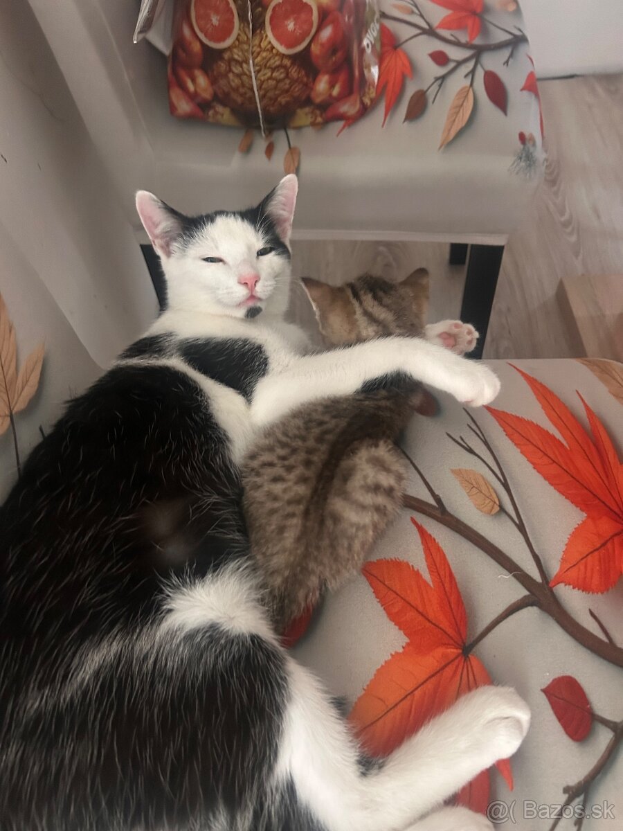 Darujem krásne mačiatka do dobrých rúk - 5