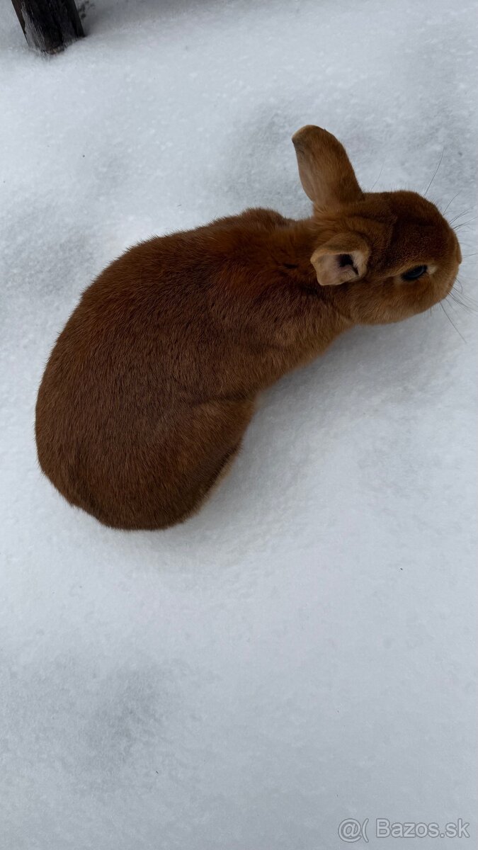 Zákrslý králik❤️ - 5