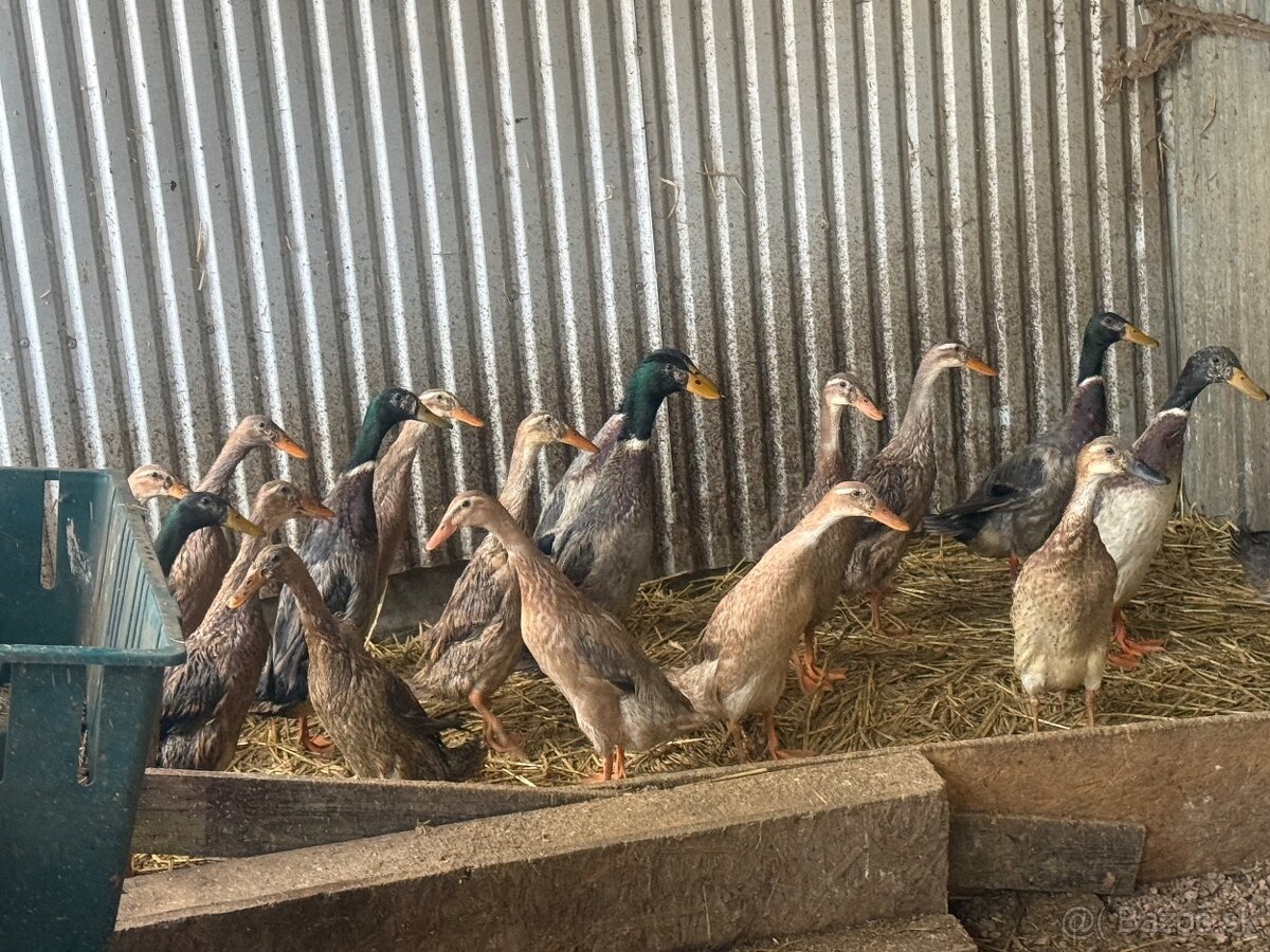 Indické bežce , kačky. - 5