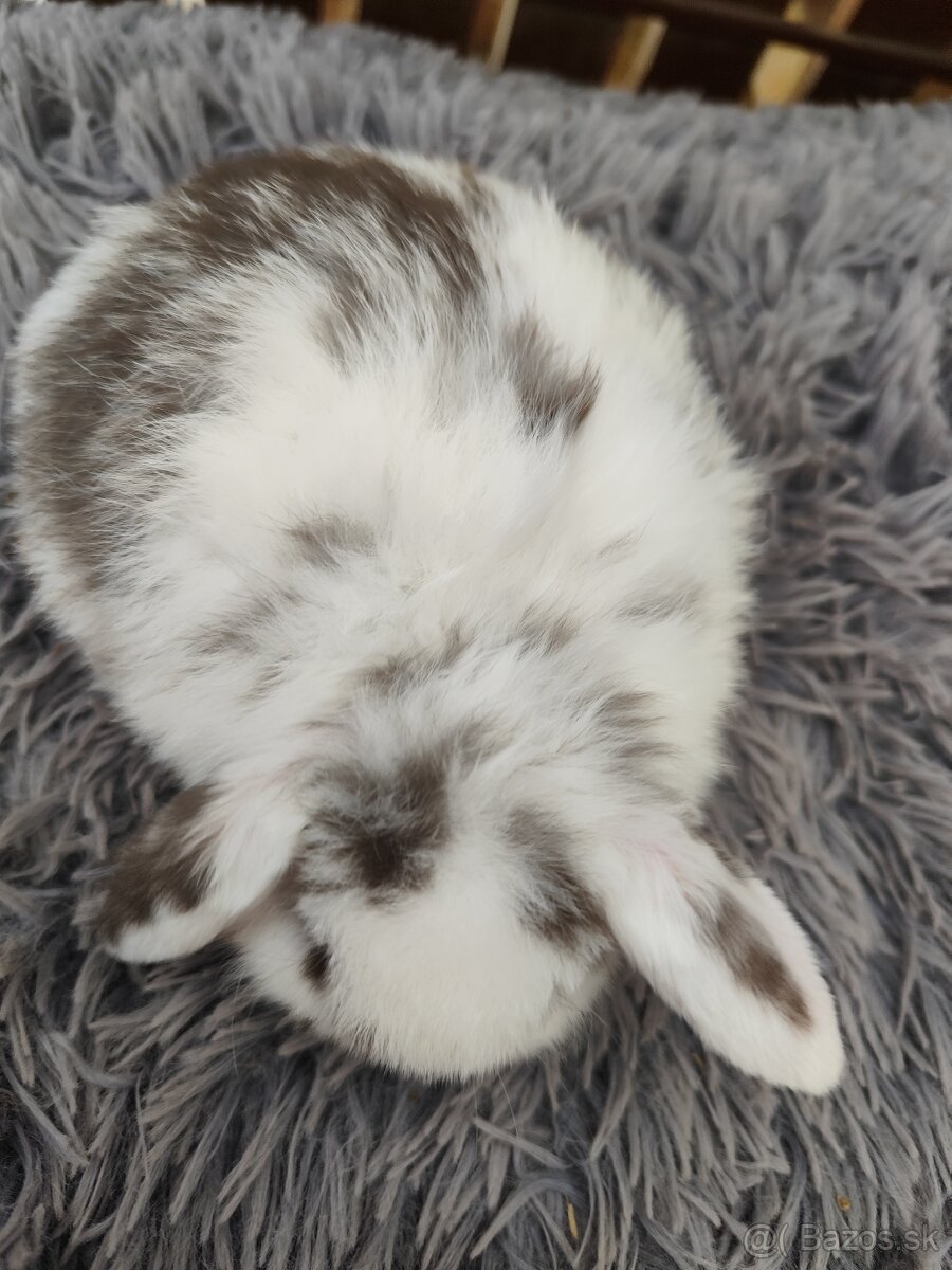 Minilop samička s VP - 5