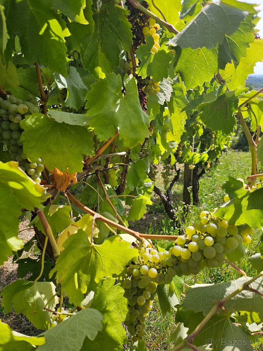 Dve vinice v srdci Tokajskej oblasti – obec Viničky - 5