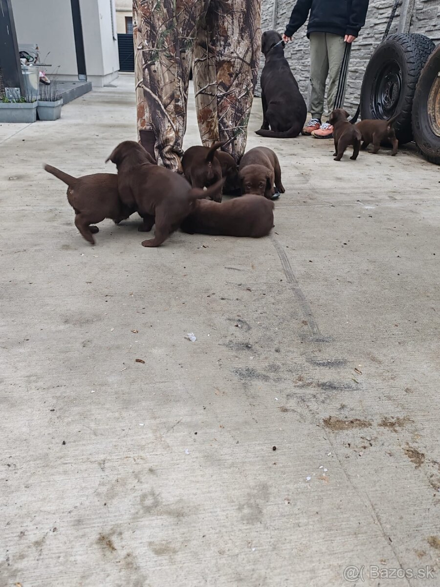 Labrador čokoládový - 5