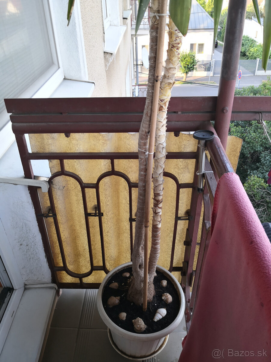 Izbová rastlina yucca 2,2m - 5